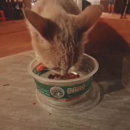 ทิป ร่วมทำบุญอาหารน้องเหมียวจร