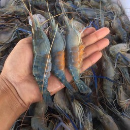 กุ้งแม่น้ำตัวเมียไข่สด
