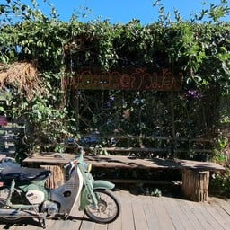 ม่วนกิ่งม่วง