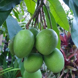 มะม่วงแช่อิ่มเจ๊เล็กหาดใหญ่