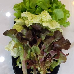 Vegetable Set (Additional Order) (ชุดผัก เพิ่มเติม)