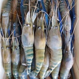 กุ้งแม่น้ำสดๆเป็นๆ 1 โล