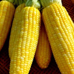 ข้าวโพดต้ม