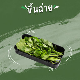 ขึ้นฉ่าย