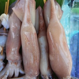 หมึกกล้วยตัวใหญ่