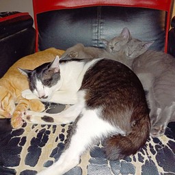 ทิปเด็กๆ