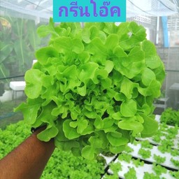 แซฮัทฟาร์ม