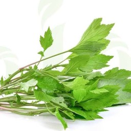 จิงจูฉ่ายลวก