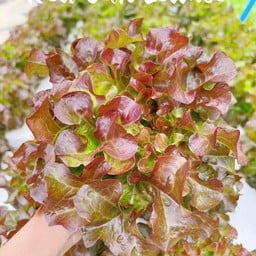 Sai5 Farm - ผักสลัด