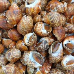 หอยหวานเผา 1 กิโล