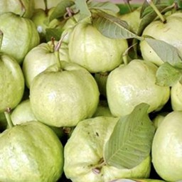 ฝรั่งกิมจู เม็ดน้อย หั่นชิ้นพร้อมทานพร้อมชุดพริกเกลือ