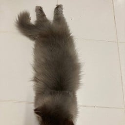 ร้านส้มตำมอมอ เคหะโคกวัดบุรีรัมย์