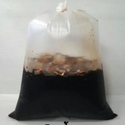 โอเลี้ยง