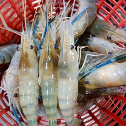 กุ้งเผาเงินล้าน เฟื่องฟ้า9เฟส6