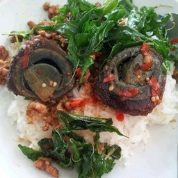 ข้าวราดกระเพราหมูสับ+ไข่เยี่ยวม้า