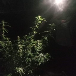 กันและกัน สถานียิ้มแย้ม SRC SRC PHD