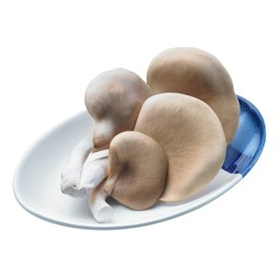 เห็ดเป๋าฮื้อญี่ปุ่น