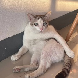 ตอเตอร์