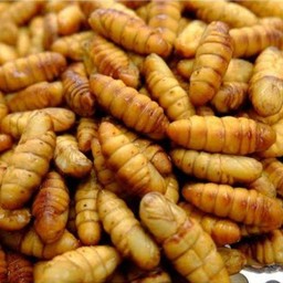 ดักแด้แช่แข็ง(250กรัม)