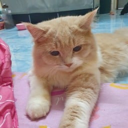 ไข่เจียวบุฟเฟ่ by เย็นชา