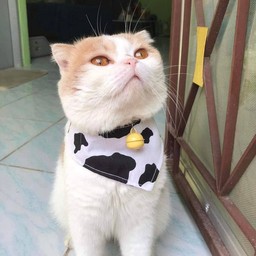 สมทบทุนค่าข้าว ค่าทราย ค่าแมวเลีย ค่าครีมอาบน้ำน้องได้ค้าบบ