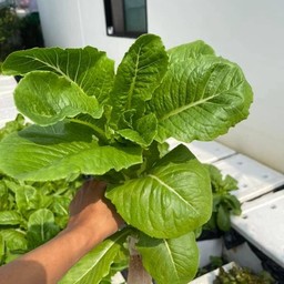 ชารถซิ่ง