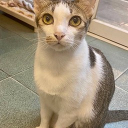 พี่พูม่า