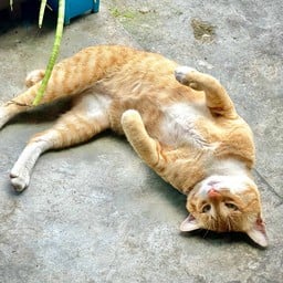 ทิปน้องส้มซ่าหน้าเหวี่ยง