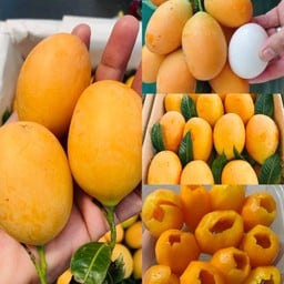 มะยงชิด ทุลเกล้า