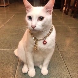 พี่สโนว์