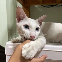 น้องข้าวสวย