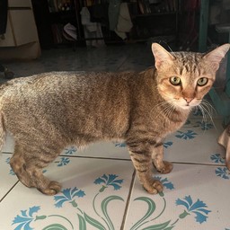 น้องลีโอ