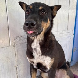 น้องโคล่า