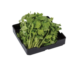 ขึ้นฉ่าย