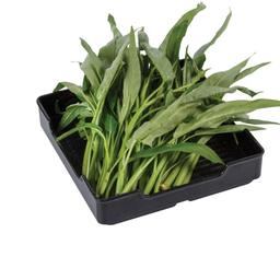 ผักบุ้งจีน