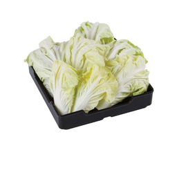 ผักกาดขาวปลี