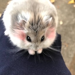 ทิปน้องข้าวสาร