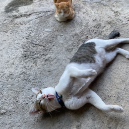 เจ้ารวย รวย และ ตัง ตัง