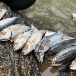 ข้าวยำ+ปลาทอด