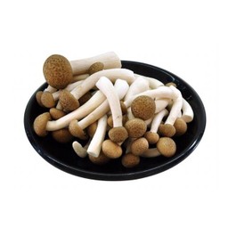 เห็ดโคนญี่ปุ่น