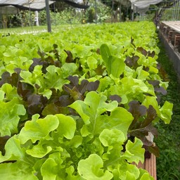 รวม คละ สลัด