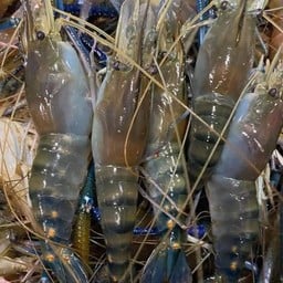 กุ้งสดตัวเป็นๆ