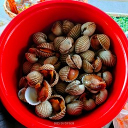 เกาเหลาสายบัวหอยแครง