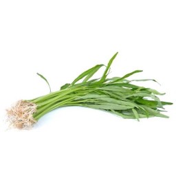 ผักบุ้ง