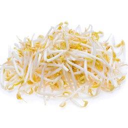 ถั่วงอก