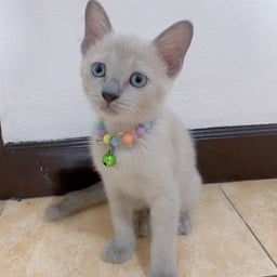 คุณคำม่อน