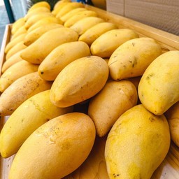 มะม่วงน้ำดอกไม้สีทองสุก หวานพร้อมทาน 1 กิโลกรัม