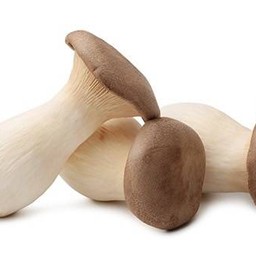 เห็ดออริจิ 1 ชิ้น