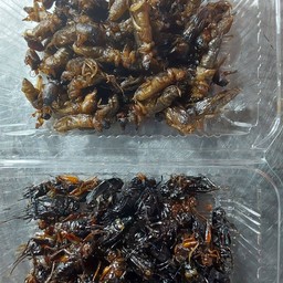 ร้าแมลงทอดกรอบร้านทาโกะยากิ  โต้รุ่งสระแก้วลพบุรี