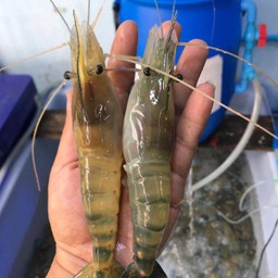 กุ้งหน้ากราม